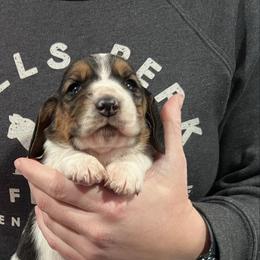 Girl 3 - Black brown and white female Basset Hound puppy in Noblesville, Indiana from Russell Bassets