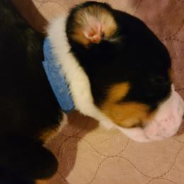 Greater Swiss Mountain Dog Puppies from Hoberg's GSMD