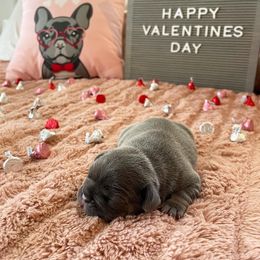 French Bulldog Puppies from Cali Girl Frenchies