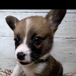 PB boy 1 - White and red male Pembroke Welsh Corgi puppy in Dickinson, Texas from Gulf Coast Corgis