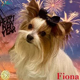 Fiona - Yorkshire Terrier