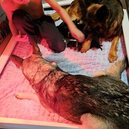 German Shepherd Puppies from Von WestLynn German Shepherds