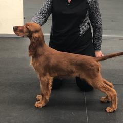 Irish Setter Puppies from Kilkieran Kennels and farm