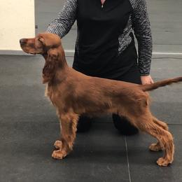 Irish Setter Puppies from Kilkieran Kennels and farm