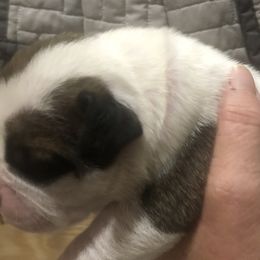 Boy 2 - American Bulldog puppy in Raeford, North Carolina from Muskoka Strong American Bulldogs