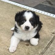 Border Collies and Sporty Mixes from Riverside Collies-n-Critters