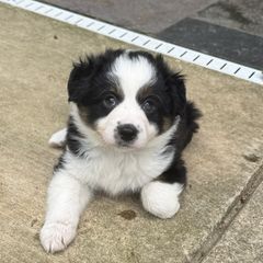 Border Collies and Sporty Mixes from Riverside Collies-n-Critters