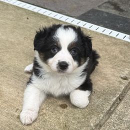 Border Collies and Sporty Mixes from Riverside Collies-n-Critters