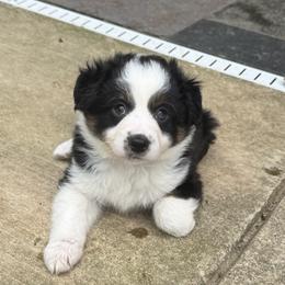 Border Collies and Sporty Mixes from Riverside Collies-n-Critters