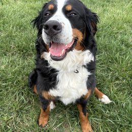 Clarabelle - Bernese Mountain Dog