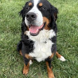Clarabelle - Bernese Mountain Dog