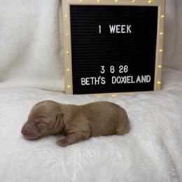 Dom - Cream male Dachshund puppy in Dickinson, Texas from Beth’s Doxieland