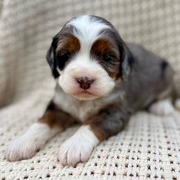 Golden (pink collar) - Blue merle female Bernedoodle puppy in Colorado Springs, Colorado from Mercy Mountain Bernedoodles