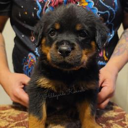 Washington - Black and mahogany male Rottweiler puppy in Oregon from Hildegarde Kennels