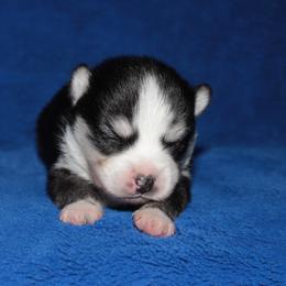 Amethyst - Black and white female Pomsky puppy in Clarkston, Utah from Red Rock Ranch Breeders