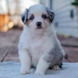 Draco - Blue merle male Australian Shepherd puppy in Crestwood, Kentucky from FireHart Aussies