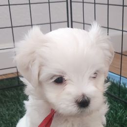 Maltese Puppies from ARIZONA MALTEE GEMS