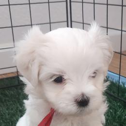 Maltese Puppies from ARIZONA MALTEE GEMS