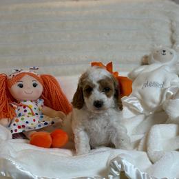Amaya - Parti female Goldendoodle puppy in Estesburg, Kentucky from Wet Goldendoodle Kisses