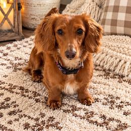 Maggie - Dachshund