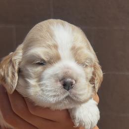 Trixy - Buff and white female Cocker Spaniel puppy in Fairview, Utah from Hidden Valley Cocker Spaniels
