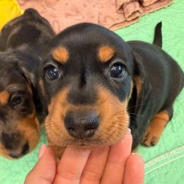 Wednesday - Black and tan female Dachshund puppy in Chino Hills, California from Wooofyland LLC