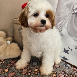 Parker - Blenheim male Cavapoo puppy in Lebanon, Missouri from Leerose Puppies