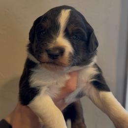 Joleen - Black tri female Miniature Australian Shepherd puppy in North Lakeport, California from Wild Rose Ranch