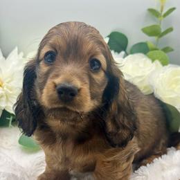 Finley - Red female Dachshund puppy in Exeter, California from Sawtooth Miniature Dachshunds