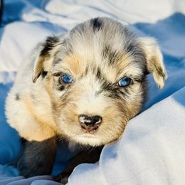 Moira - Blue merle female Miniature Australian Shepherd puppy in Hempstead, Texas from Young Gun Aussies
