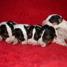 Wire Fox Terrier puppies from Shady Oaks WFT