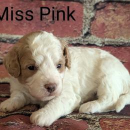 Miss Pink - Parti female Goldendoodle puppy in Lebanon, Pennsylvania from Robertson's Retrievers and Doodles