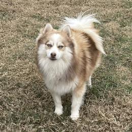 Slim Shady - Pomsky