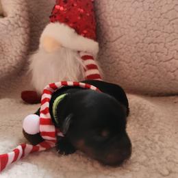 Emerald - Black and tan male Yorkshire Terrier puppy in Castleton, New York from Jennifer's Yorkies