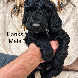 Banks - Black male Poodle puppy in Woodleaf, North Carolina from Circle T Ranch K9s