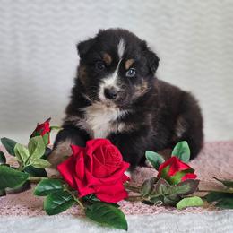 Russell - Black tri-color male Australian Shepherd puppy in Mountain Grove, Missouri from K Bar H Farms
