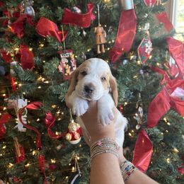 Orange collar- Dasher - Lemon and white male Basset Hound puppy in Hattiesburg, Mississippi from The Kennels at Tate Farm