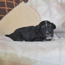 Apple Jack - Black and white male Shichon puppy in Delta, Colorado from PTK Ranch