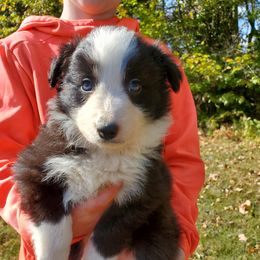 Black Male - Black male Border Collie puppy in Chester, Vermont from Countryside Border Collies