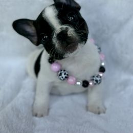 Jasmin - Black and white female French Bulldog puppy in Kalispell, Montana from Grace & Grit Frenchies
