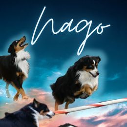 Nago - Miniature American Shepherd