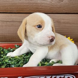 Lemon male 1 (green) - Lemon and white male Beagle puppy in Spring Branch, Texas from Lost Trail Kennels