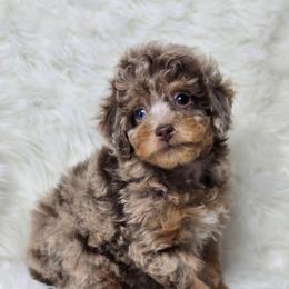 Reese - Toy Poodle - Merle male Goldendoodle puppy in Austin, Texas from Austin Doodles & Poodles