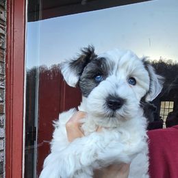 Miniature Schnauzer Puppies from Olde Tyme Miniature Schnauzer’s