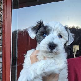 Miniature Schnauzer Puppies from Olde Tyme Miniature Schnauzer’s