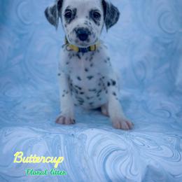 Buttercup - White and black female Dalmatian puppy in Whitwell, Tennessee from Rock a Dalmatian “RockADal”