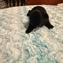 Lucia - Black male Shih Tzu puppy in Success, Missouri from Sweet Success