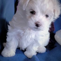 Maltese Puppies from Norma T.'s Maltese