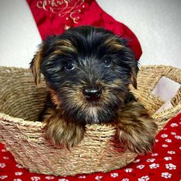 Mao - Yorkshire Terrier puppy from CISCOK9