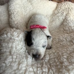 Bunny - Blue speckled Australian Cattle Dog puppy in Tucson, Arizona from Soqui Ortiz Cattle Ranch